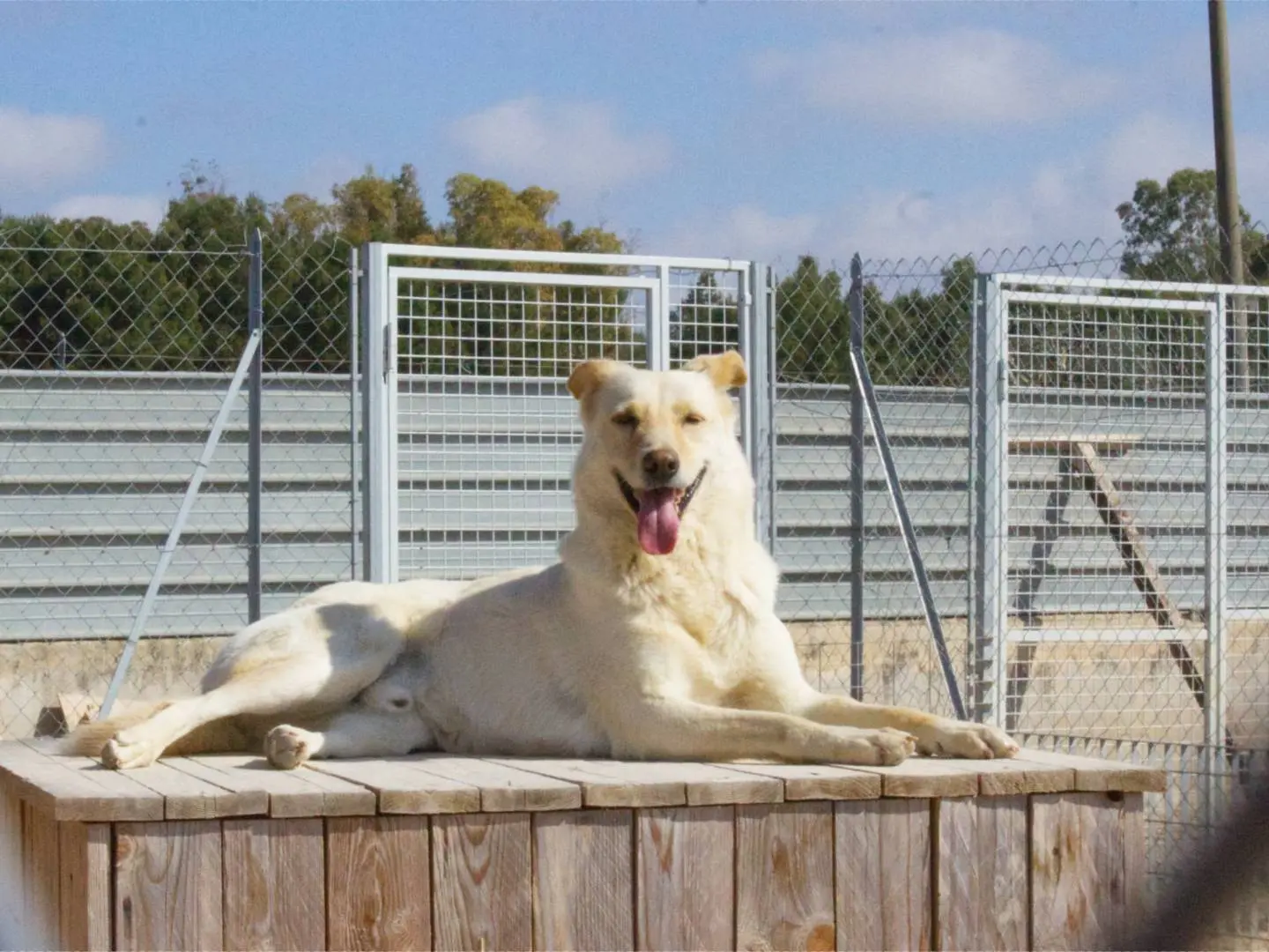 Adotta un cane, maschio, 9 anni, Taranto