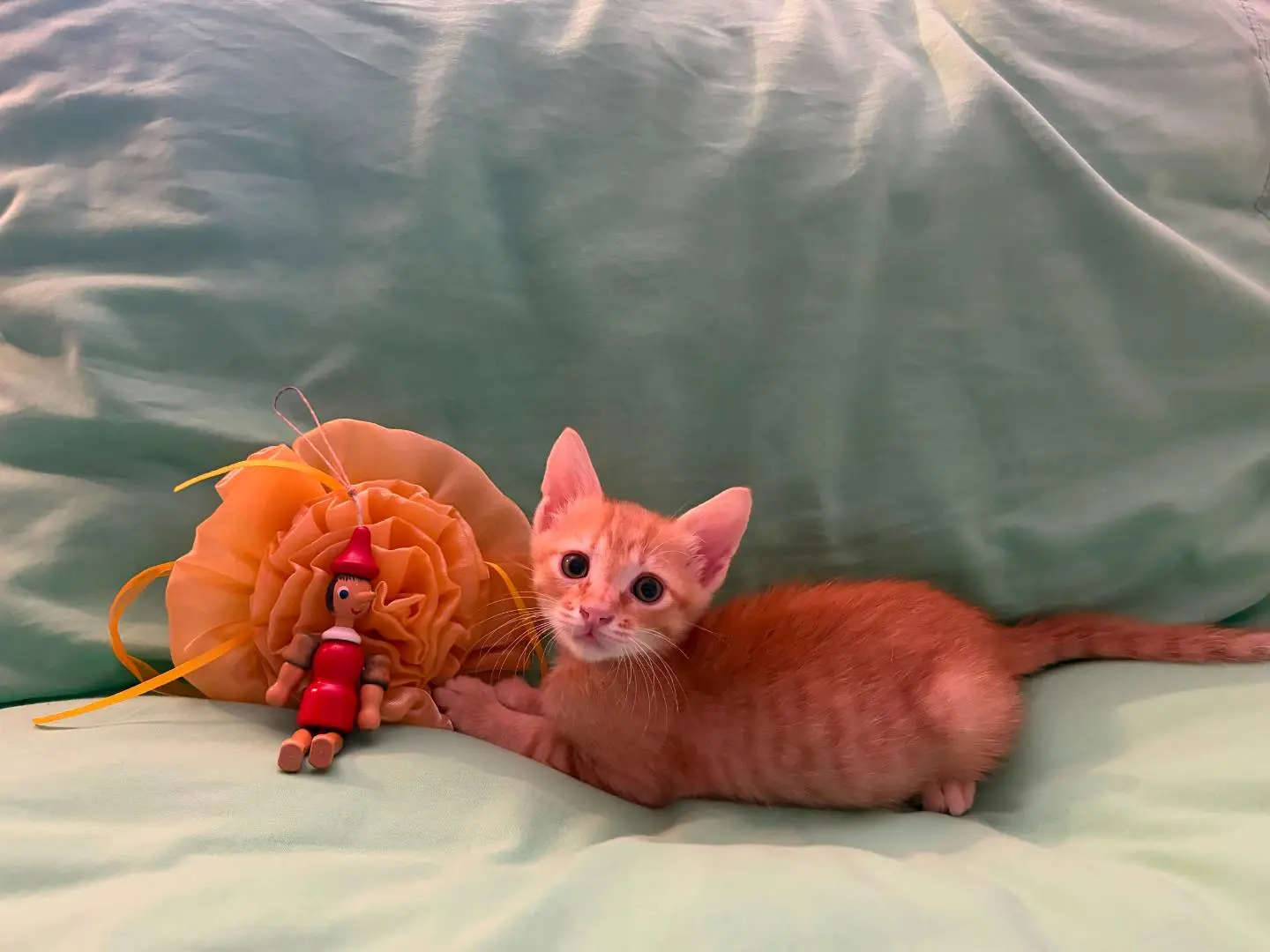 Vuoi adottare un gatto a Milano?