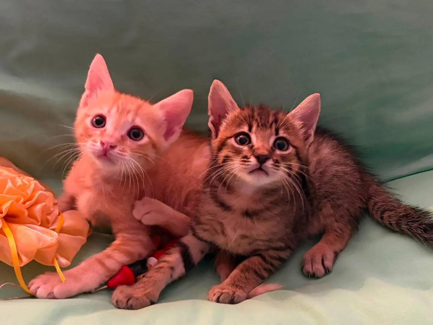 Adotta il gatto AsterixeObelix a Milano