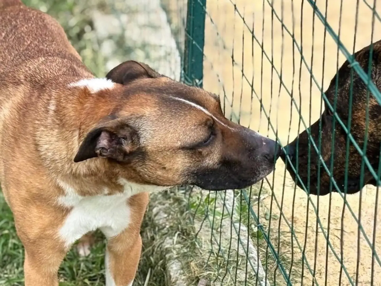 Adotta il cane Pongo a Savona