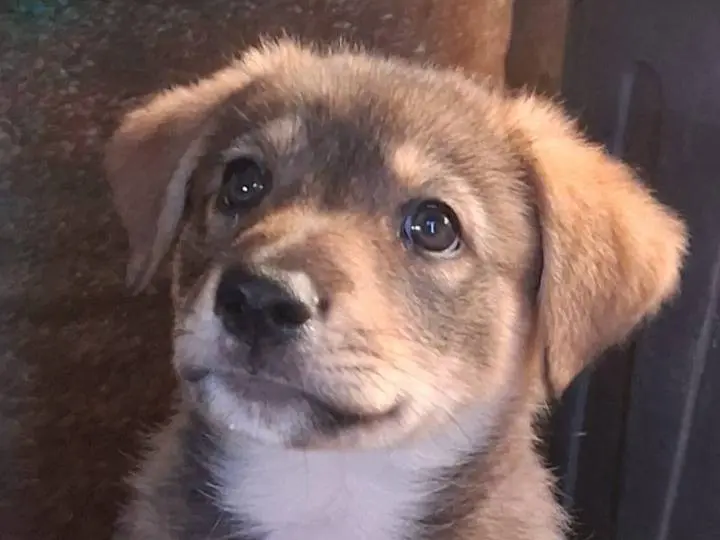 Adozione cane, femmina, Razza sconosciuta Razza sconosciuta, 1 anno e 1 mese, taglia grande, Siracusa