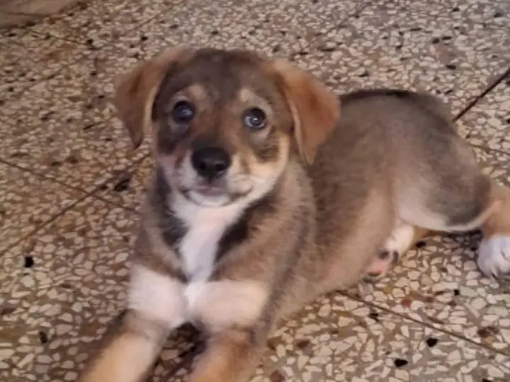Adotta un cane, femmina, 1 anno e 1 mese, Siracusa