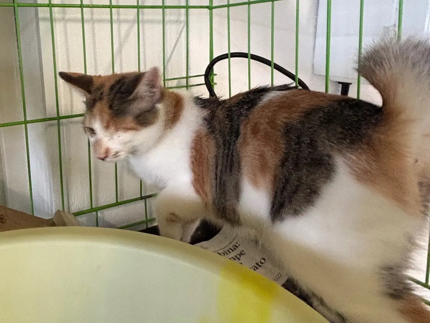Adotta un gatto, femmina, 6 mesi, Brescia