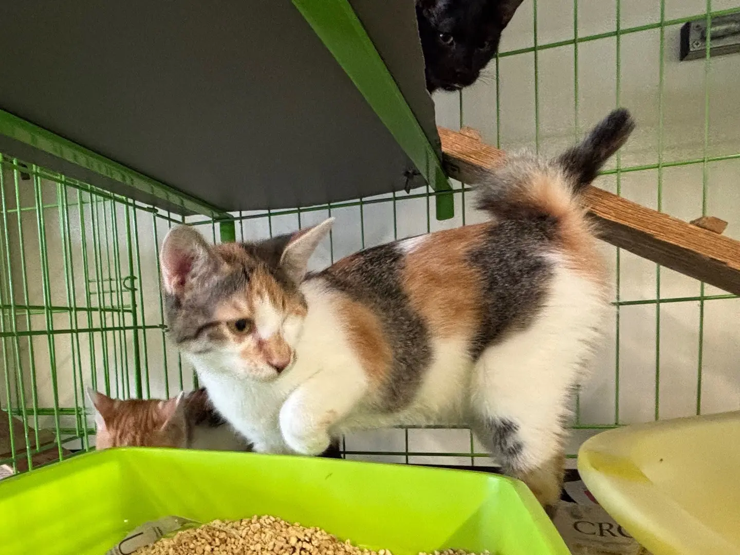 Adozione gatto, femmina, Razza sconosciuta Razza sconosciuta, 6 mesi, taglia non valida, Brescia