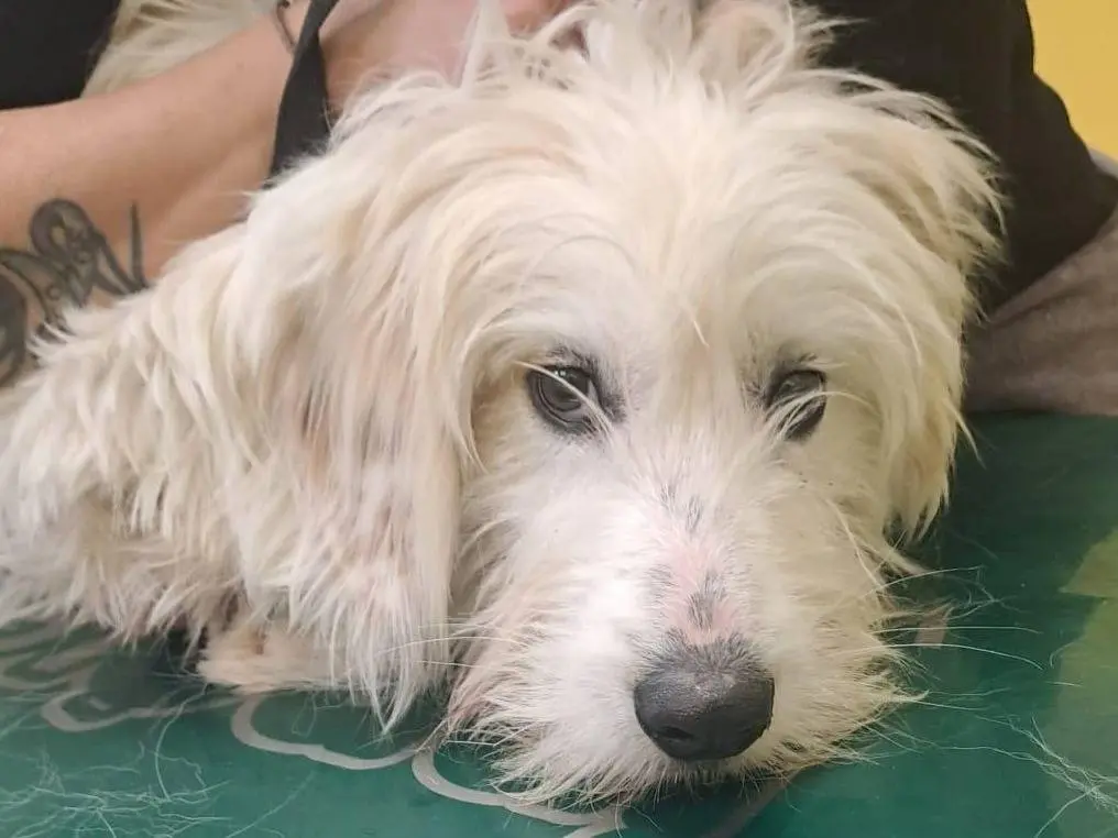 Adozione cane, maschio, Razza sconosciuta Razza sconosciuta, 1 anno e 11 mesi, taglia media, Roma