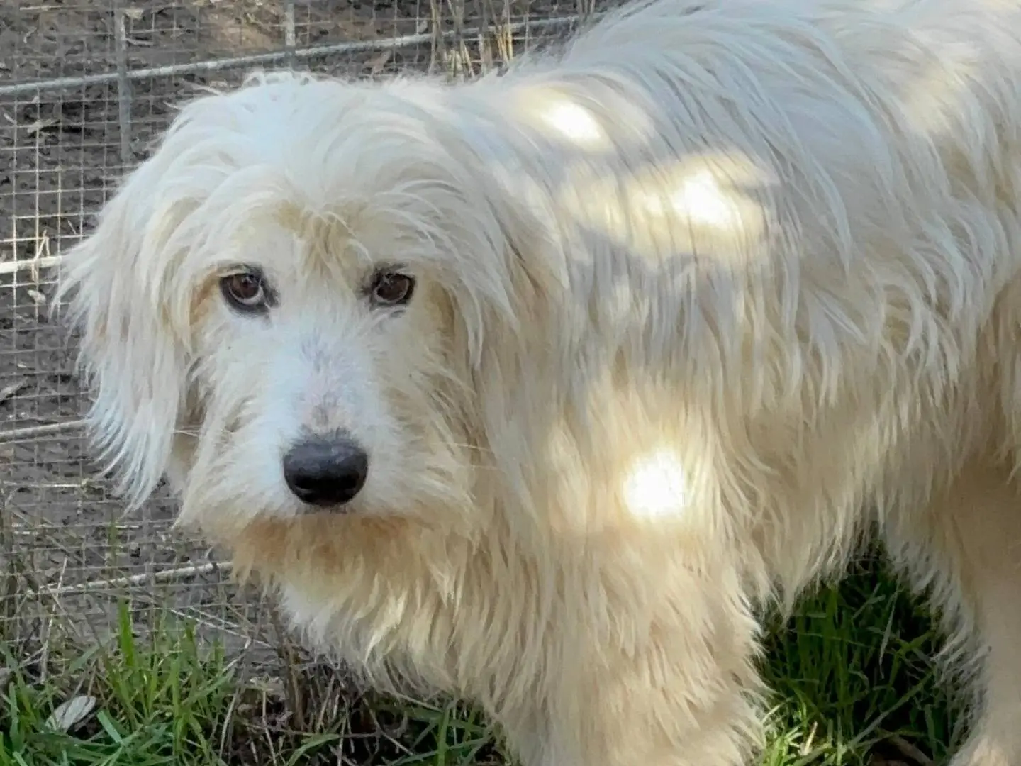 Adotta un cane, maschio, 1 anno e 11 mesi, Roma