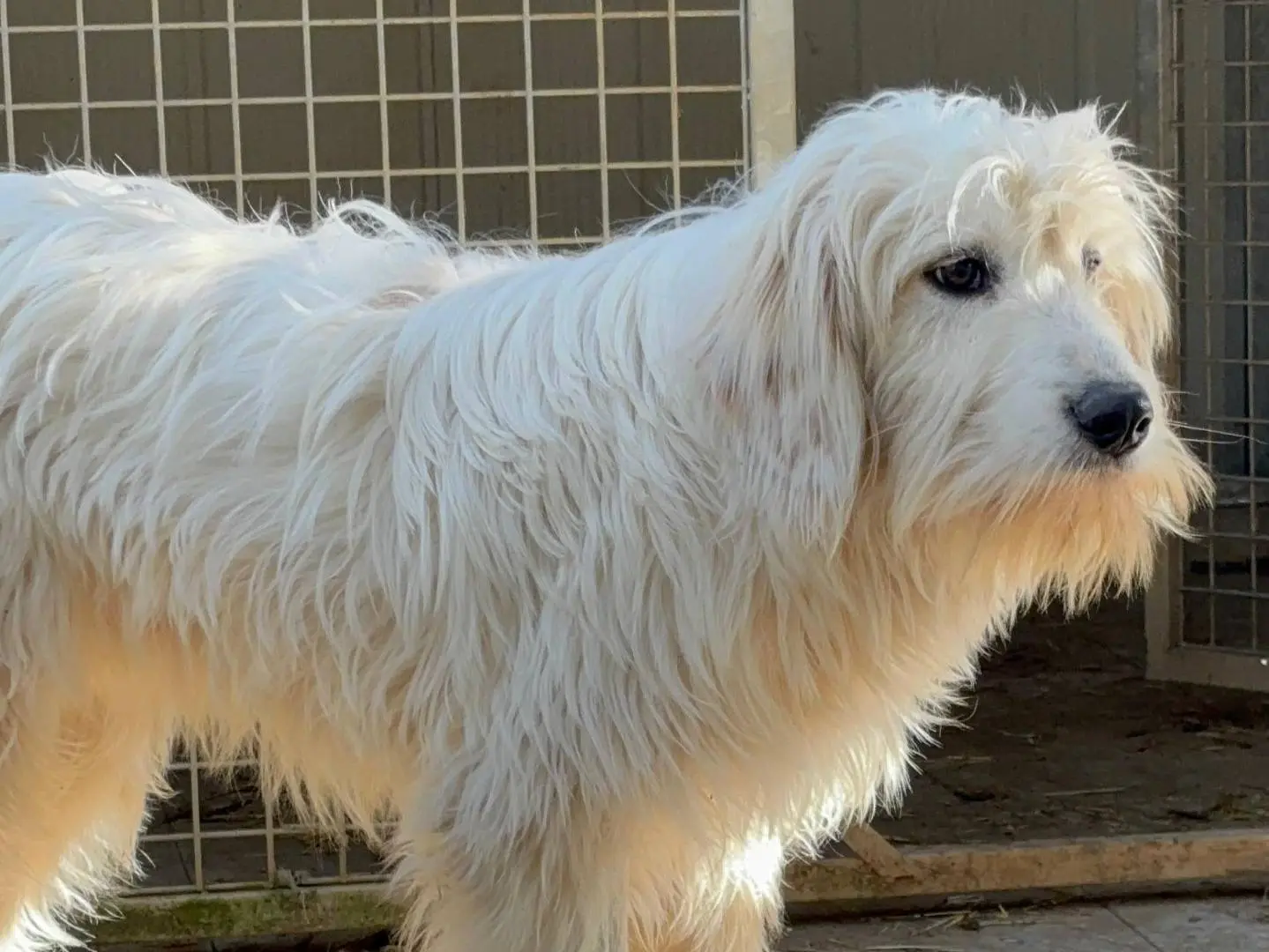 Vuoi adottare un cane a Roma?