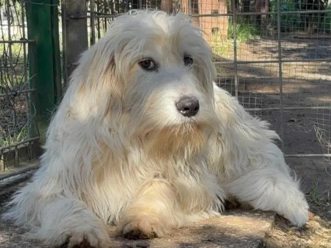 Adotta un cane, taglia media, maschio, Roma