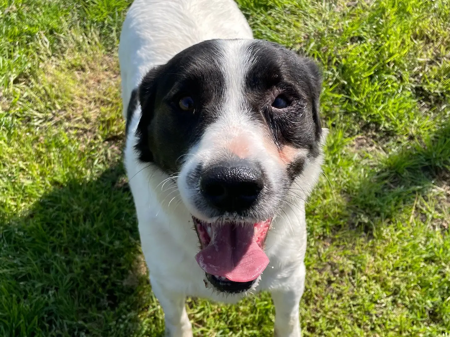 Adozione cane, maschio, Razza sconosciuta Razza sconosciuta, 3 anni e 4 mesi, taglia media contenuta, Latina