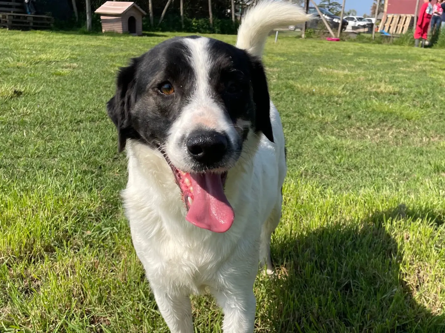 Vuoi adottare un cane a Latina?