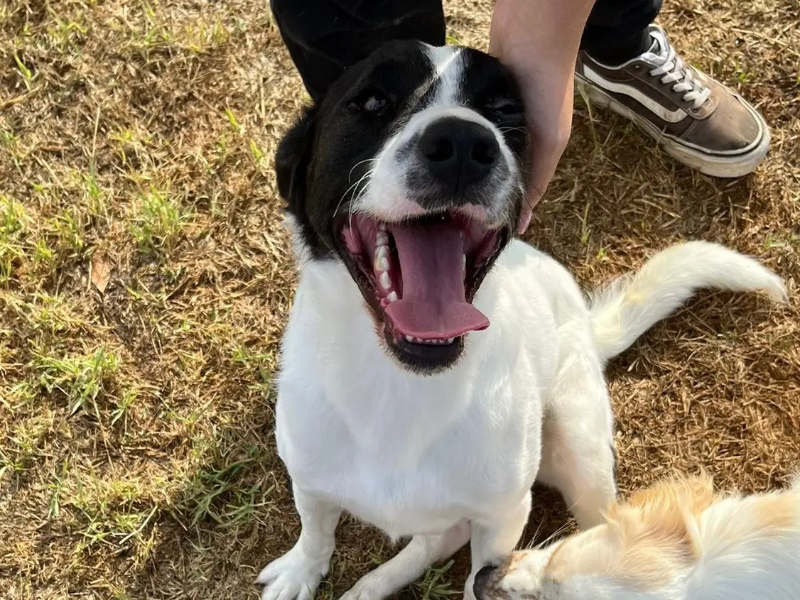 Adotta il cane Antony a Latina