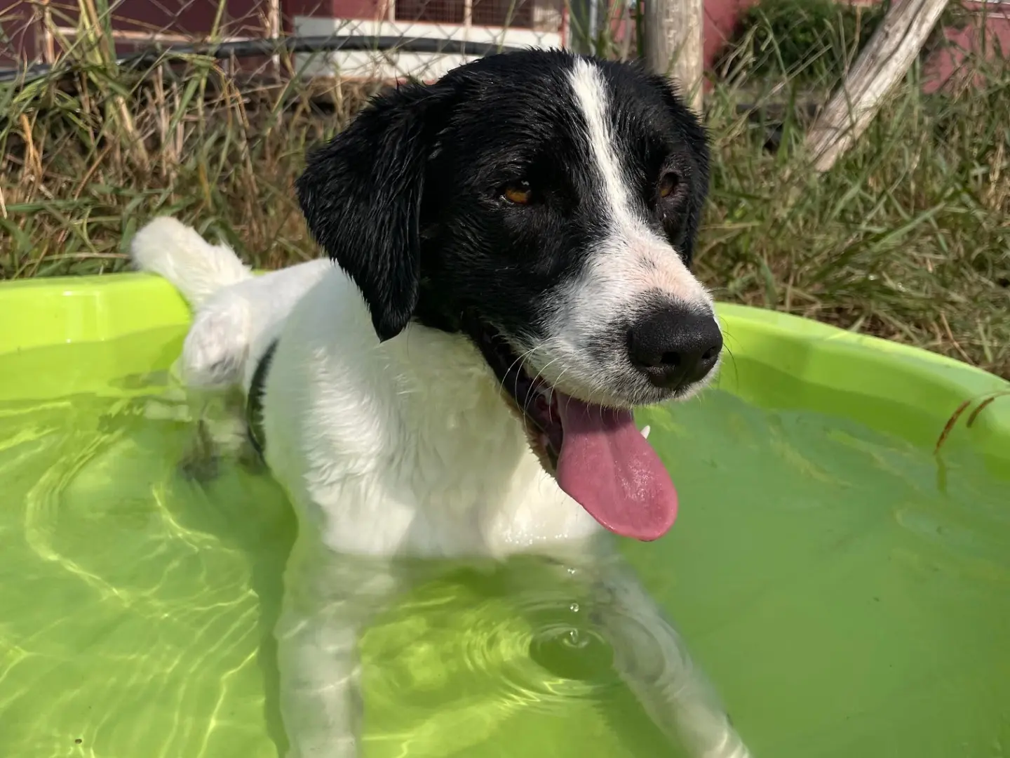 Adotta un cane, maschio, 3 anni e 4 mesi, Latina