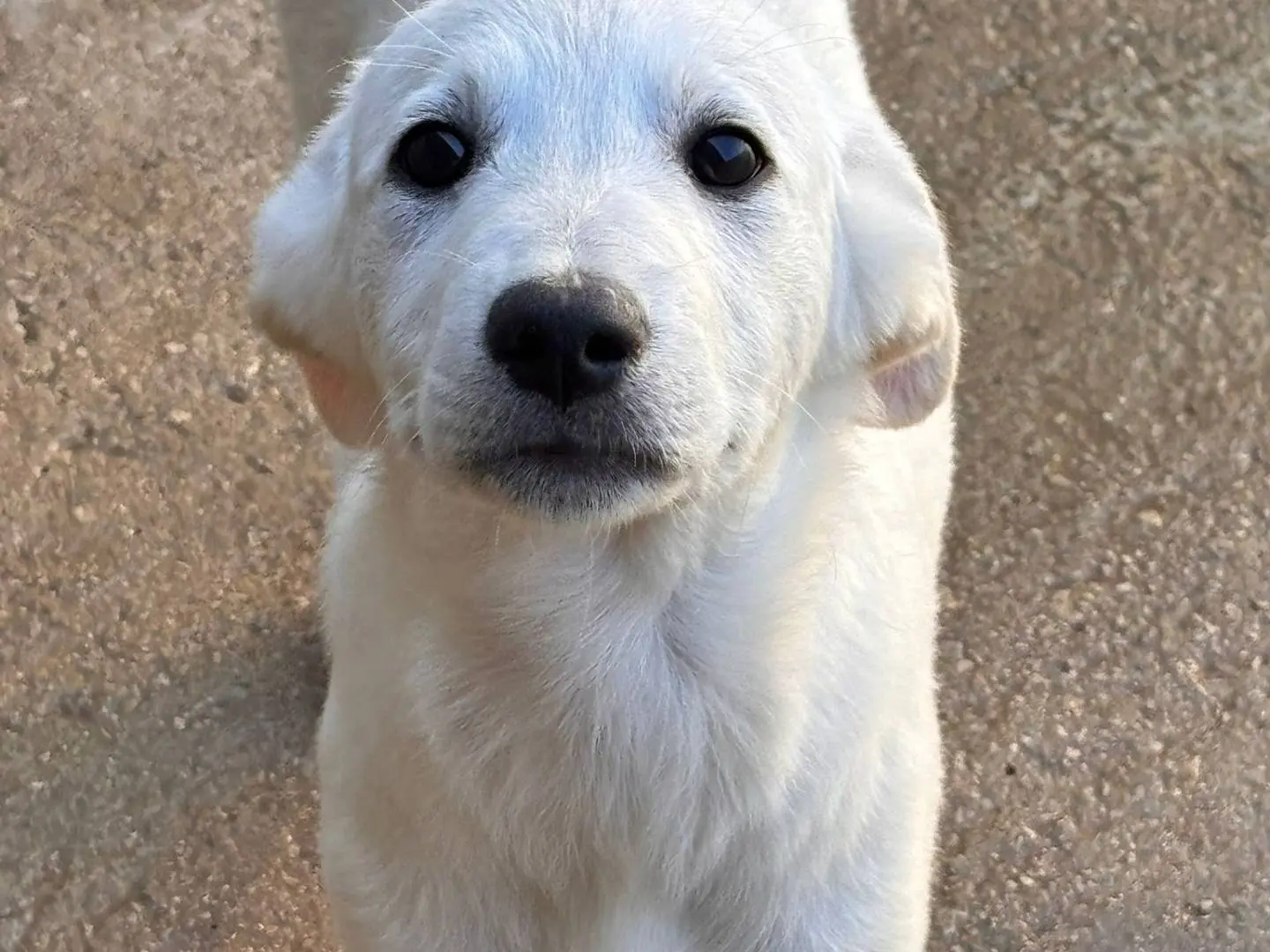 Adozione cane, maschio, Golden Retriever Razza sconosciuta, 1 anno e 4 mesi, taglia media, Ragusa