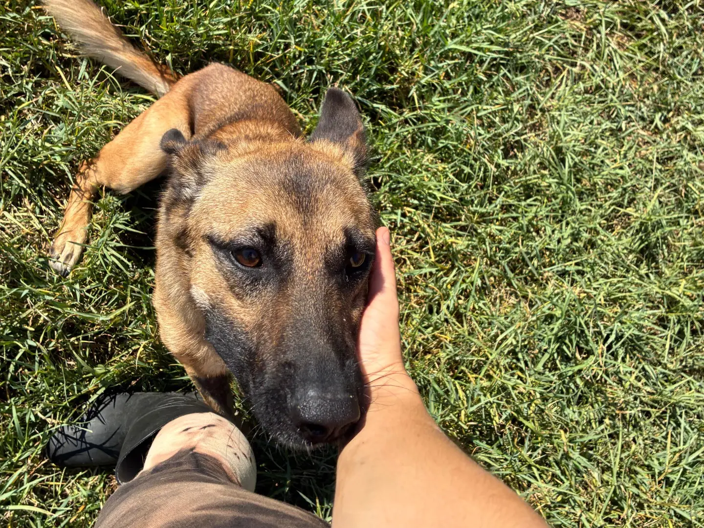 Adozione cane, maschio, Pastore Belga Malinois Pastore tedesco, 2 anni e 9 mesi, taglia media, Caserta