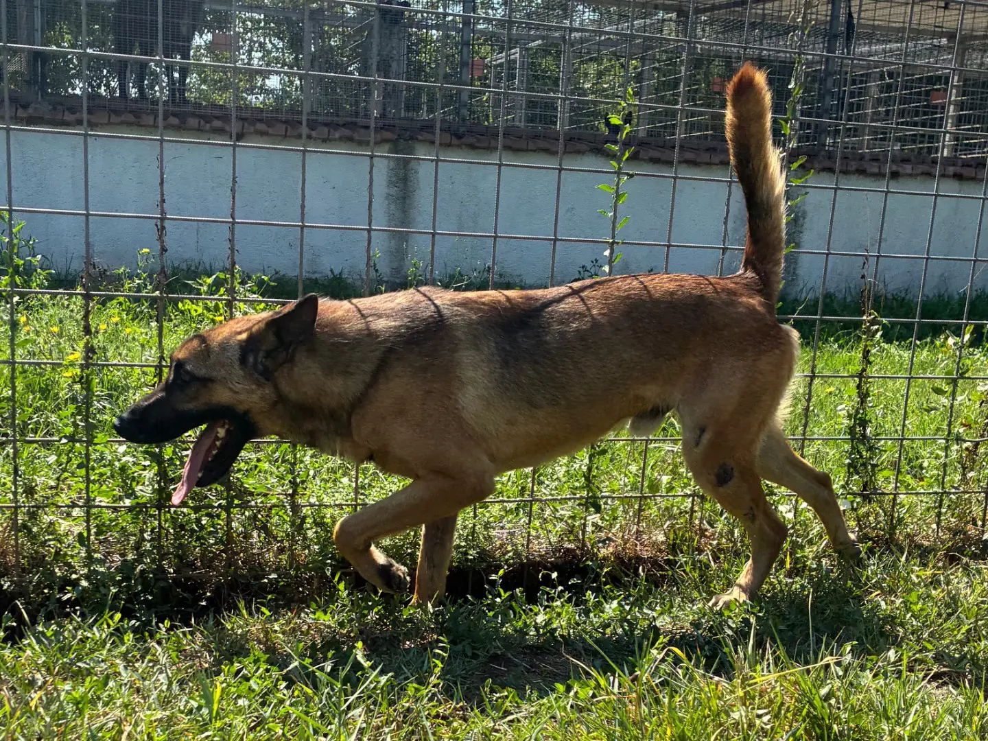 Adotta un cane, maschio, 2 anni e 9 mesi, Caserta