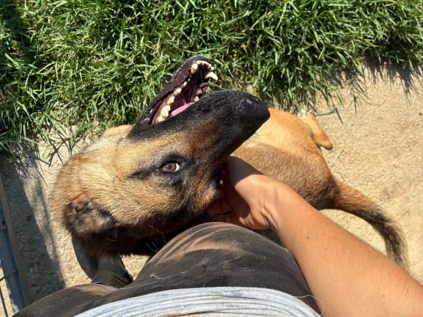 Adotta un cane, taglia media, maschio, Caserta