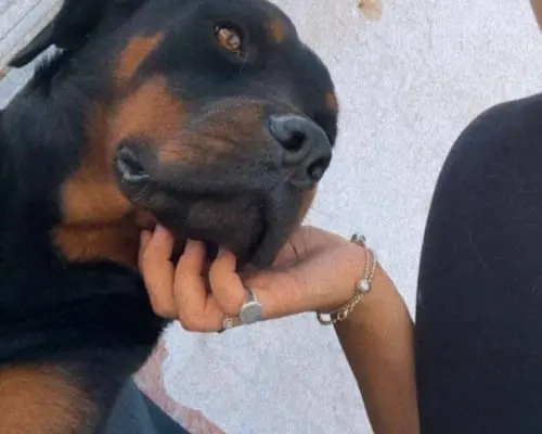 Vuoi adottare un cane a Bari?