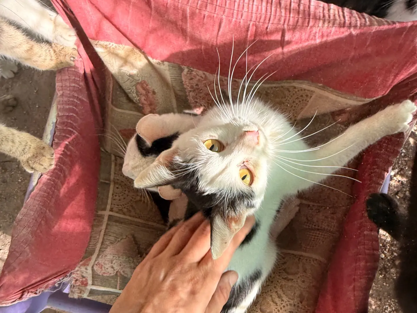 Adozione gatto, femmina, Razza sconosciuta Razza sconosciuta, 1 anno e 7 mesi, taglia non valida, Taranto