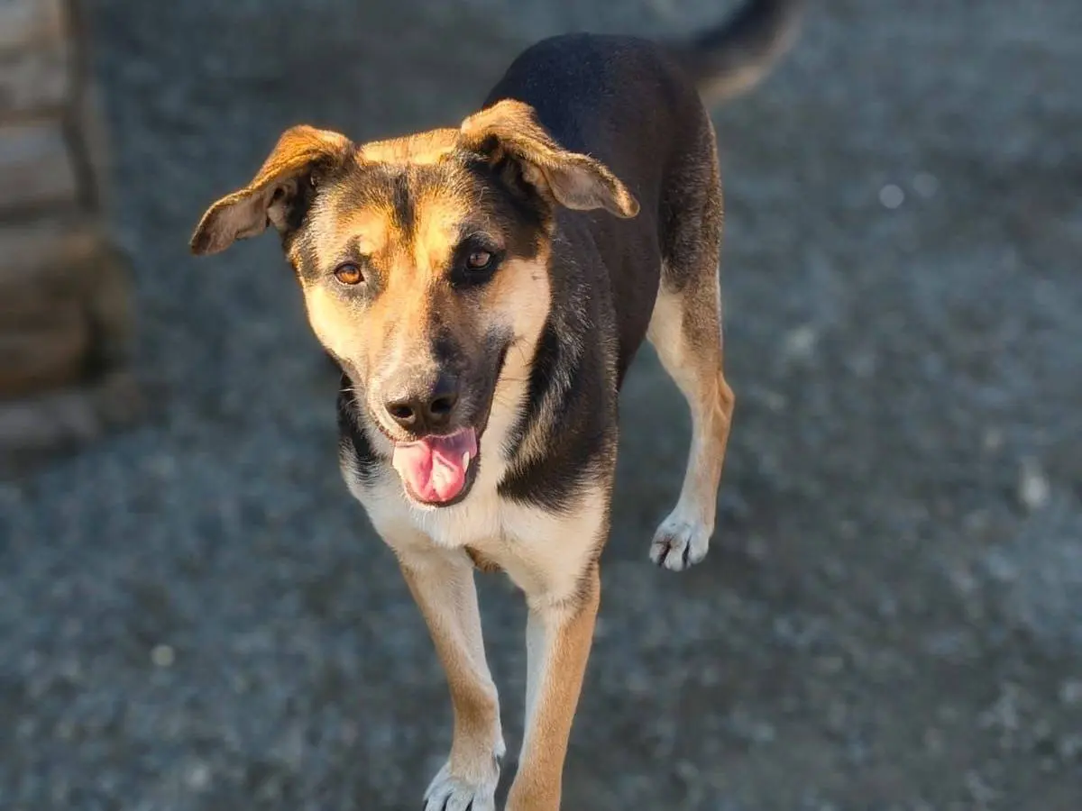 Adotta un cane, femmina, 3 anni, Crotone