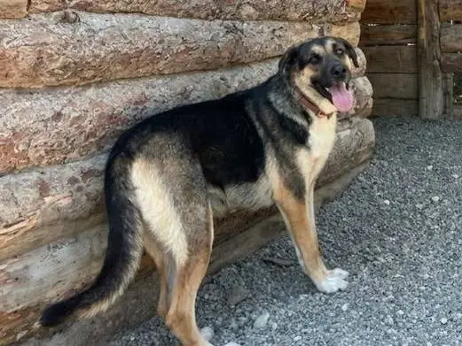 Adozione cane, femmina, Razza sconosciuta Razza sconosciuta, 3 anni, taglia media, Crotone