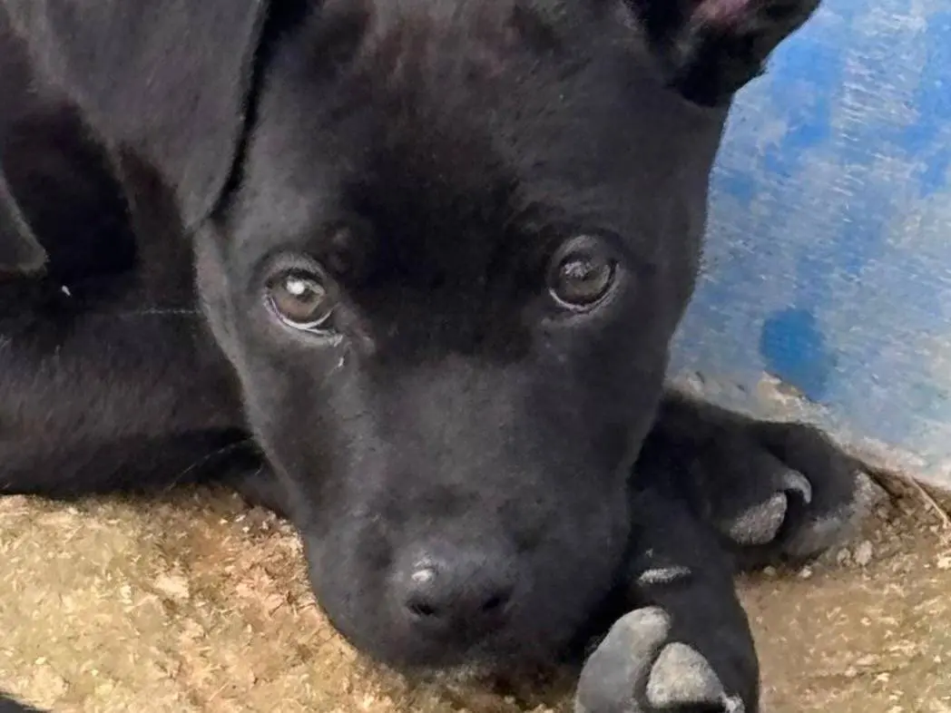 Adozione cane, femmina, Razza sconosciuta Razza sconosciuta, 11 mesi, taglia media contenuta, Ragusa