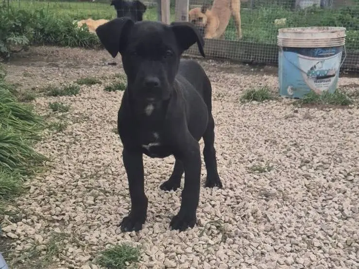 Adotta un cane, femmina, 11 mesi, Ragusa