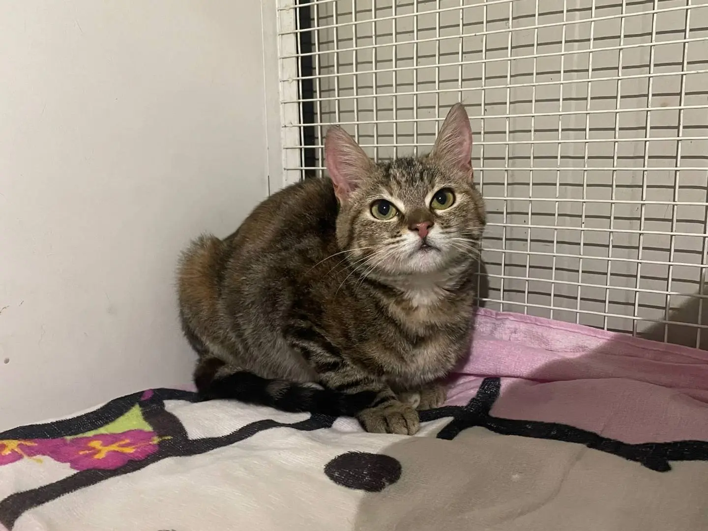 Adotta un gatto, femmina, 1 anno e 3 mesi, Terni