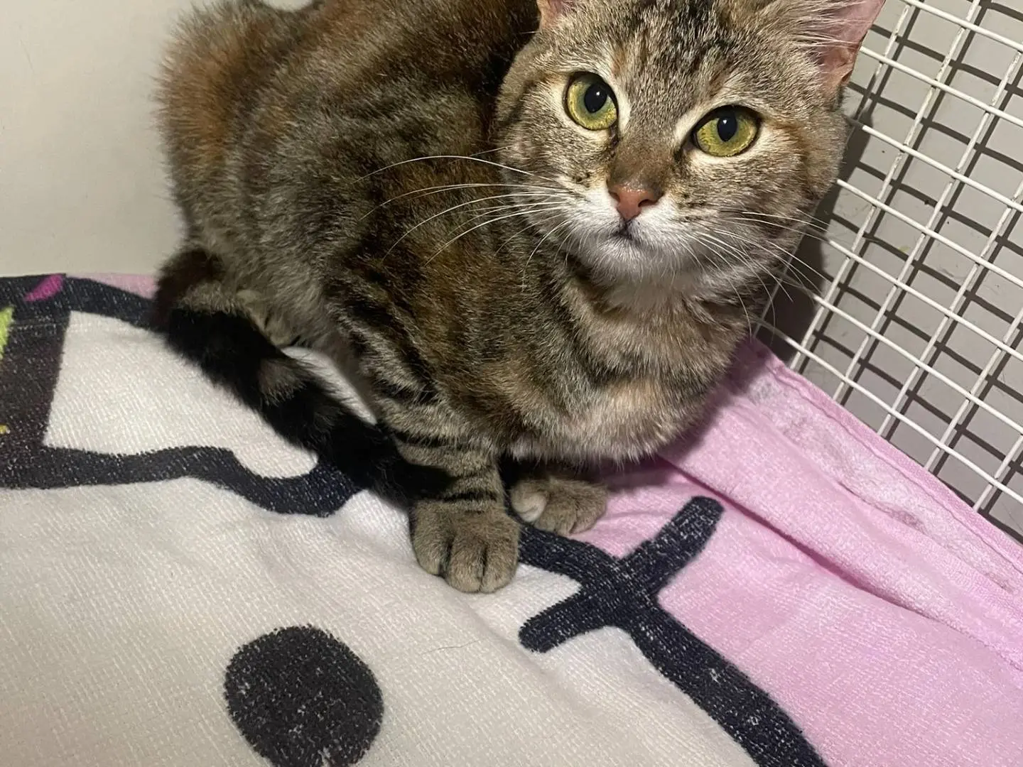 Adotta un gatto, taglia non valida, femmina, Terni