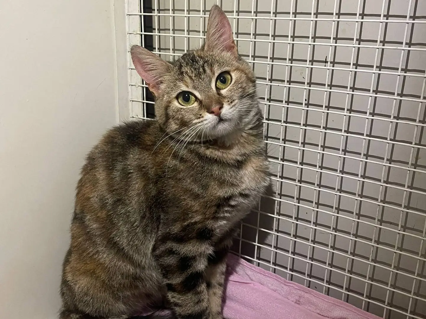 Adozione gatto, femmina, Razza sconosciuta Razza sconosciuta, 1 anno e 3 mesi, taglia non valida, Terni