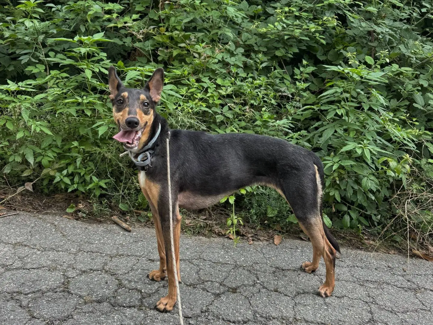 Adozione cane, femmina, Razza sconosciuta Razza sconosciuta, 5 anni e 9 mesi, taglia media, Genova