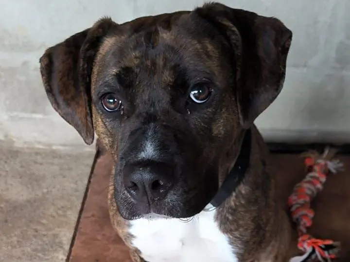 Adotta un cane, femmina, 3 anni e 8 mesi, Genova