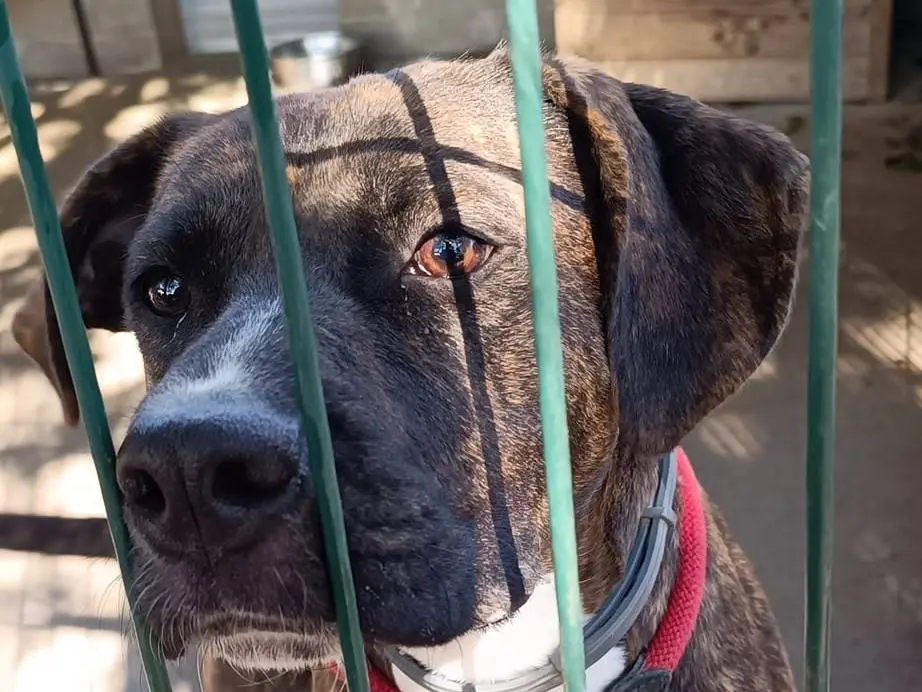 Adozione cane, femmina, Pitbull Corso, 3 anni e 8 mesi, taglia media, Genova