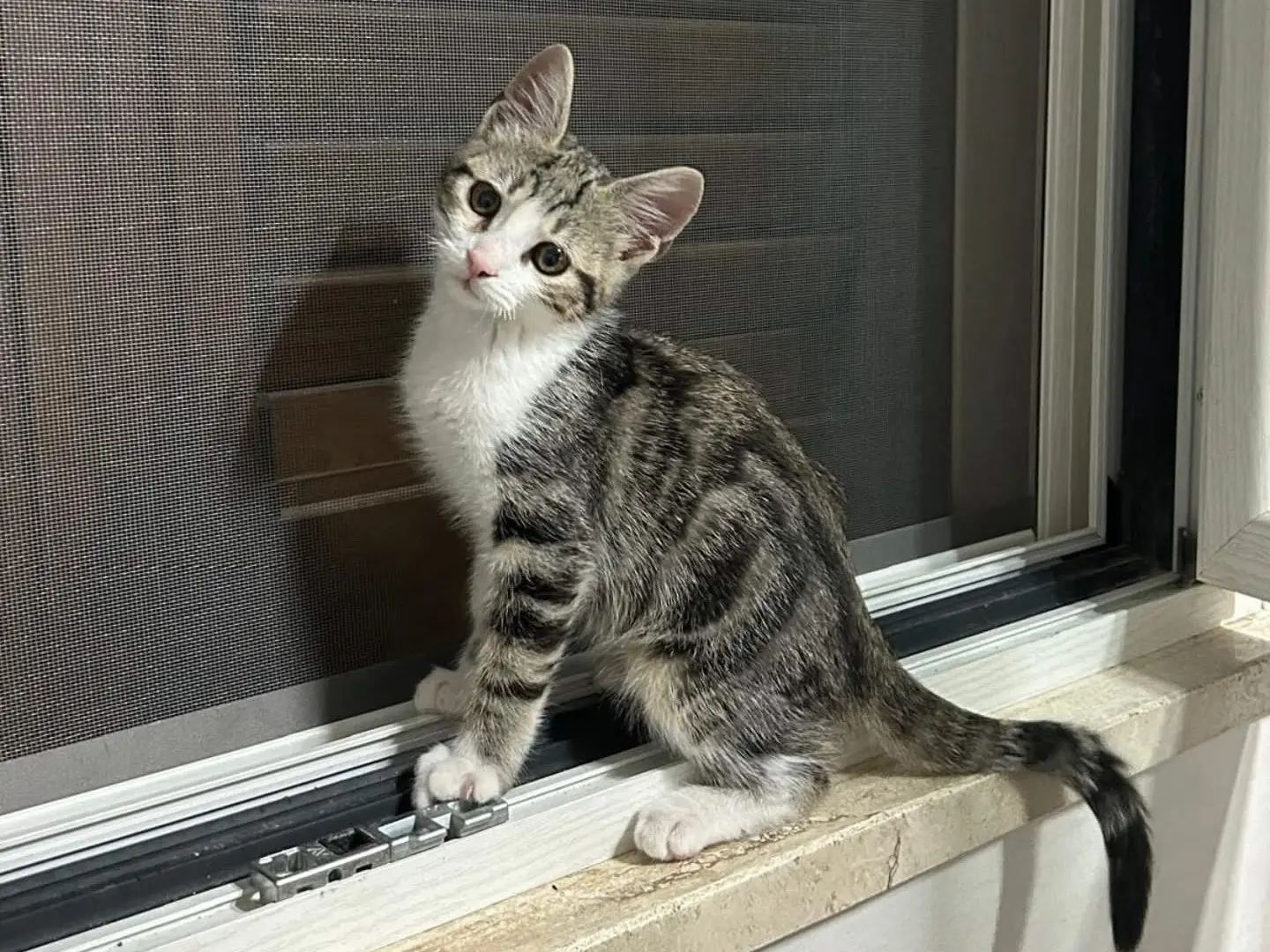 Adotta un gatto, taglia non valida, maschio, Arezzo
