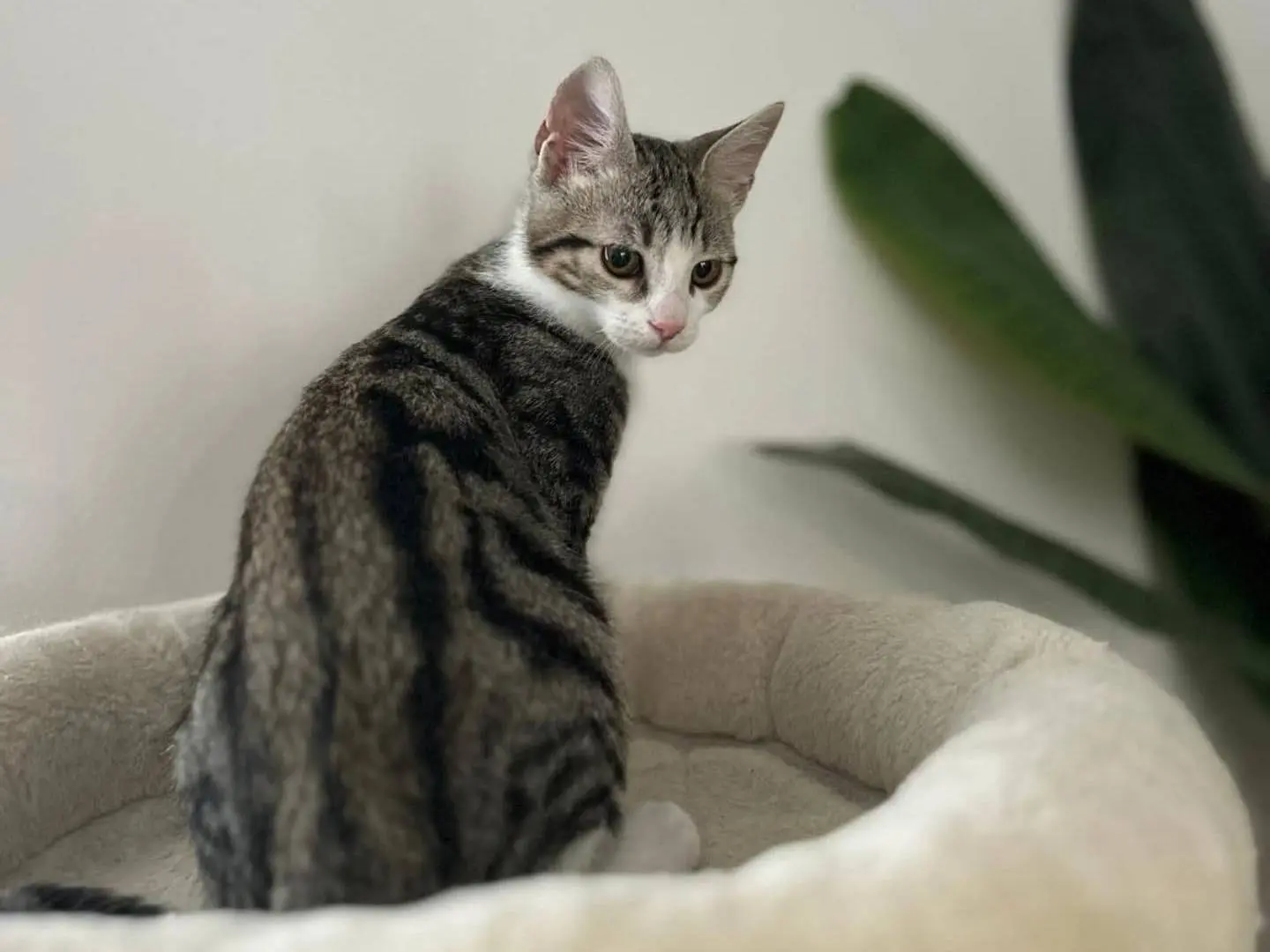 Adozione gatto, maschio, Razza sconosciuta Razza sconosciuta, 1 anno e 3 mesi, taglia non valida, Arezzo