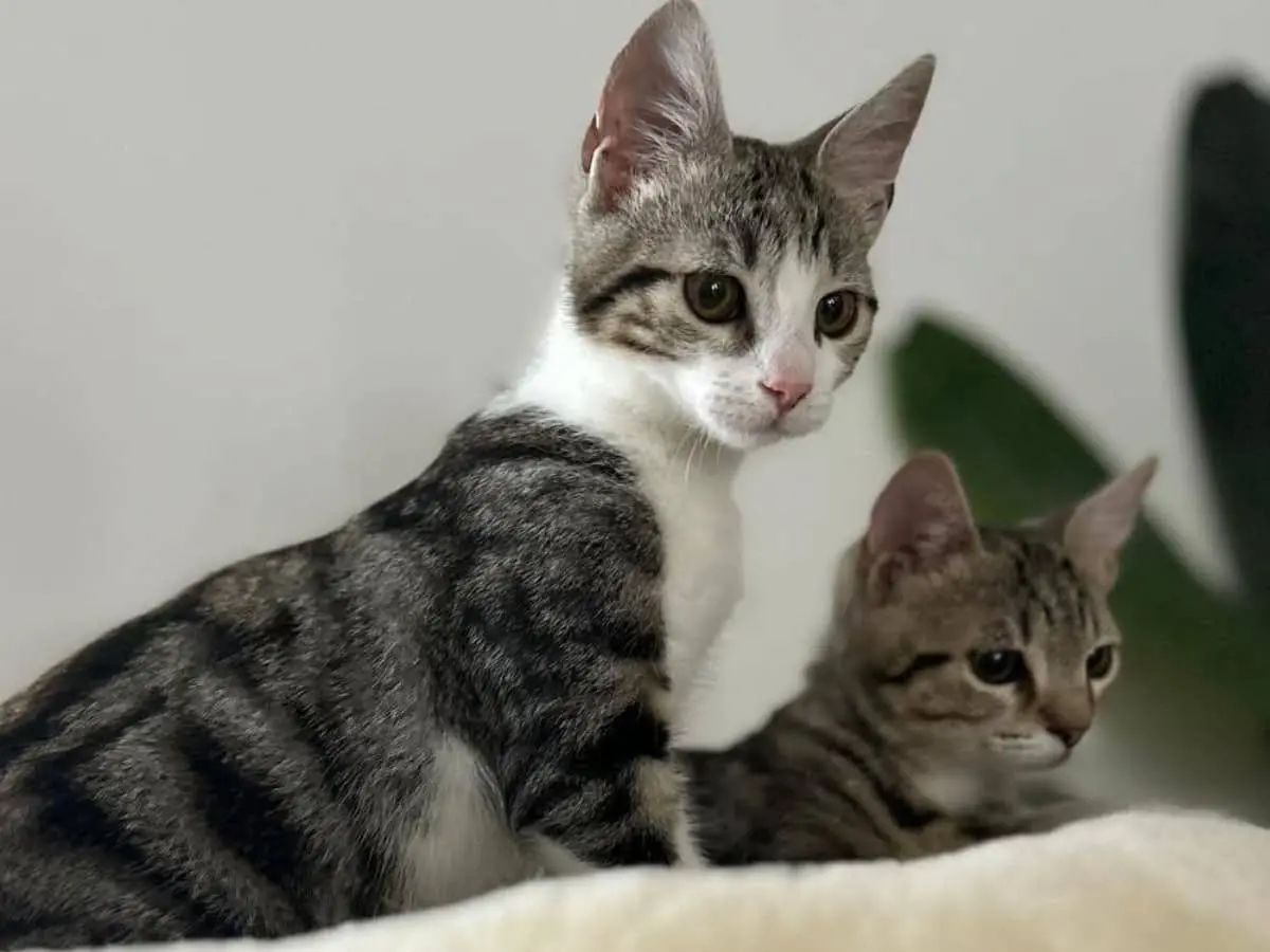 Adotta un gatto, maschio, 1 anno e 3 mesi, Arezzo