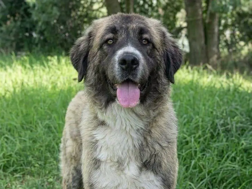 Adozione cane, femmina, Pastore della Russia meridionale Razza sconosciuta, 1 anno e 4 mesi, taglia gigante, Crotone