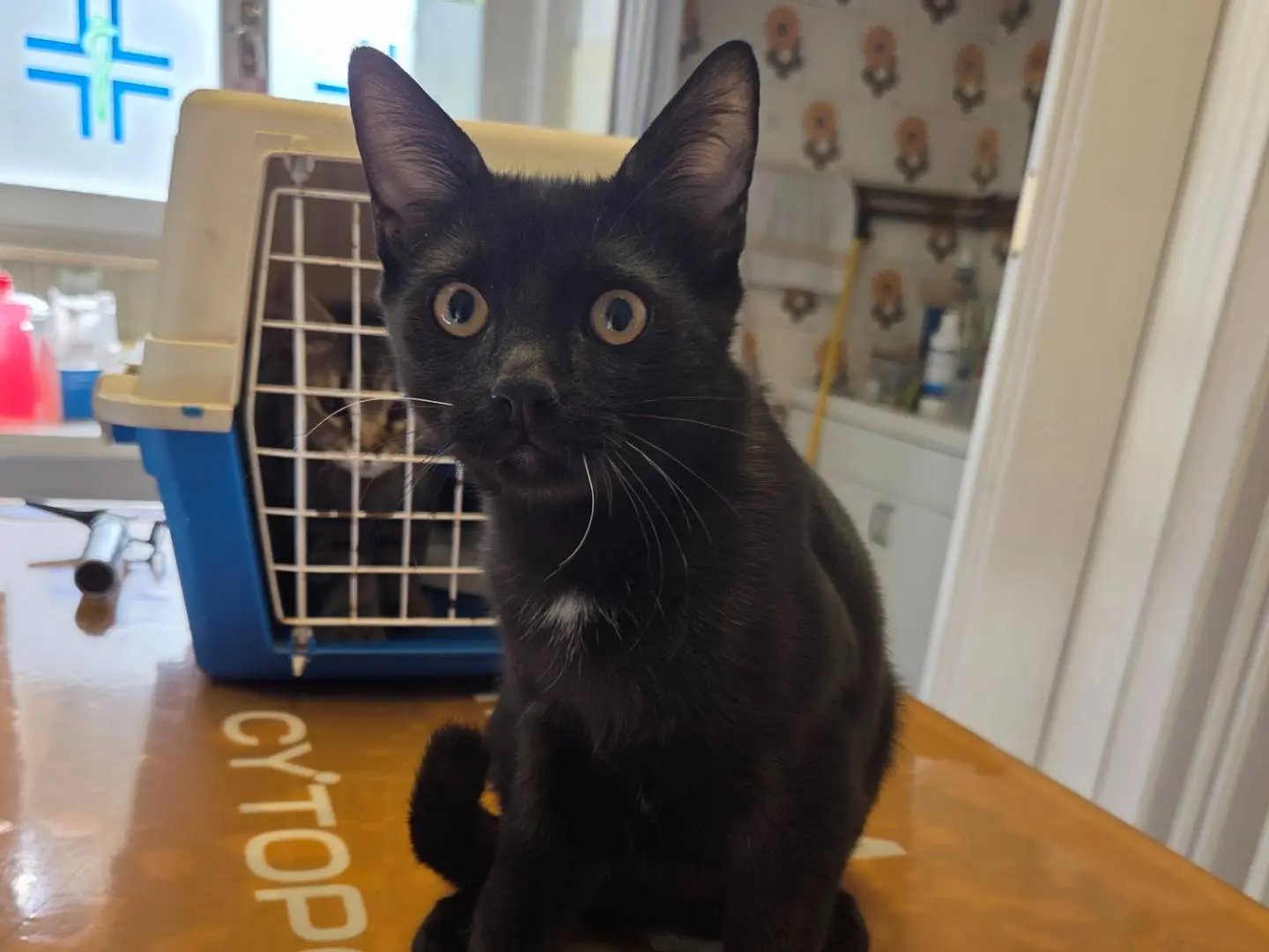 Adozione gatto, maschio, Razza sconosciuta Razza sconosciuta, 5 mesi, taglia non valida, Parma