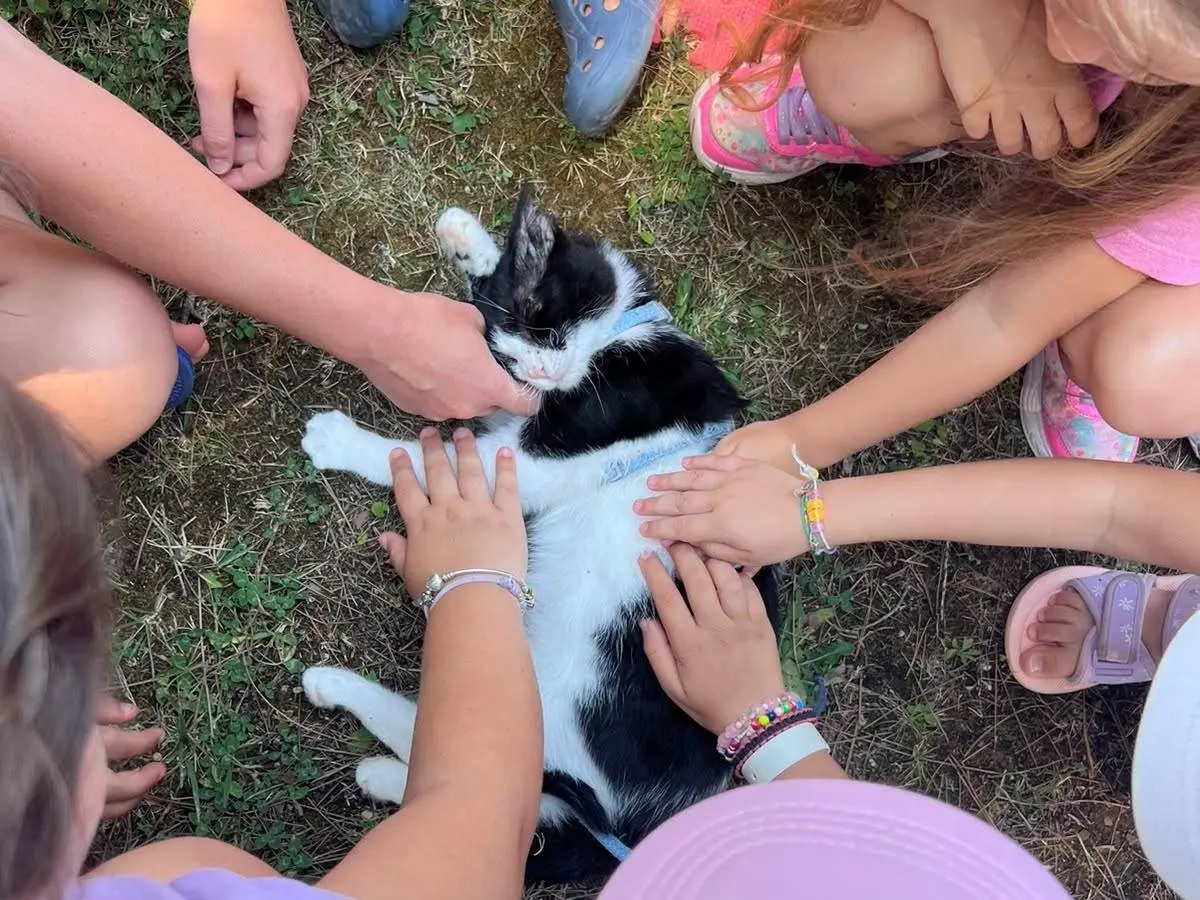 Adozione gatto, maschio, Razza sconosciuta Razza sconosciuta, 1 anno e 2 mesi, taglia non valida, Bari