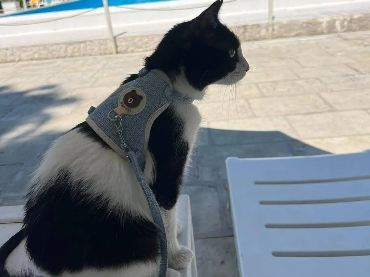 Adotta un gatto, maschio, 1 anno e 2 mesi, Bari