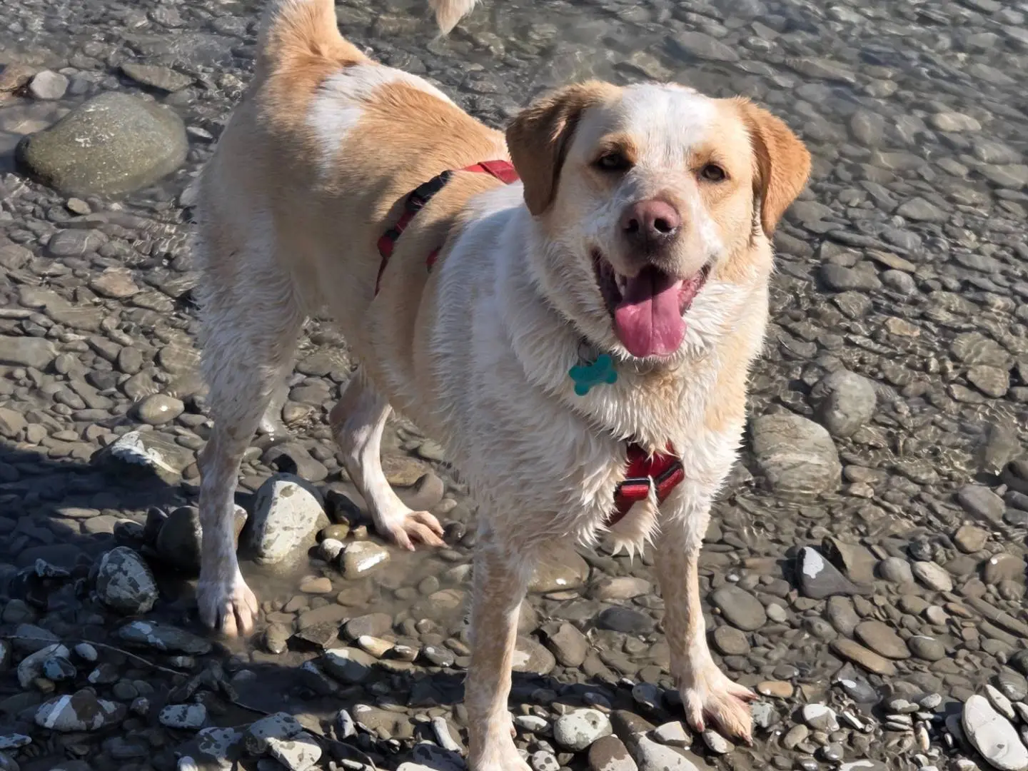 Adotta il cane STELLA a Parma