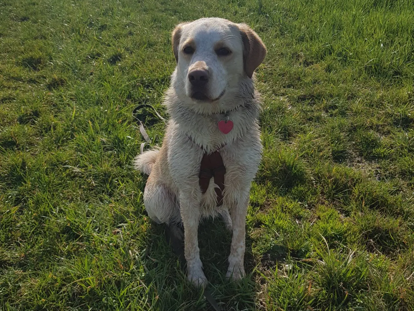 Adotta un cane, taglia media, femmina, Parma