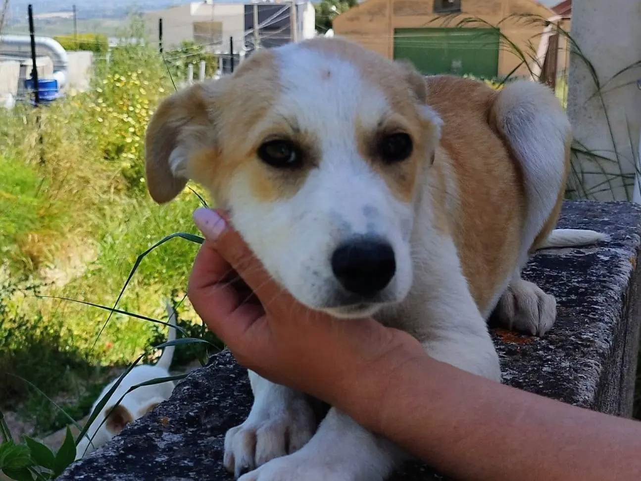 Adotta un cane, maschio, 8 mesi, Trapani