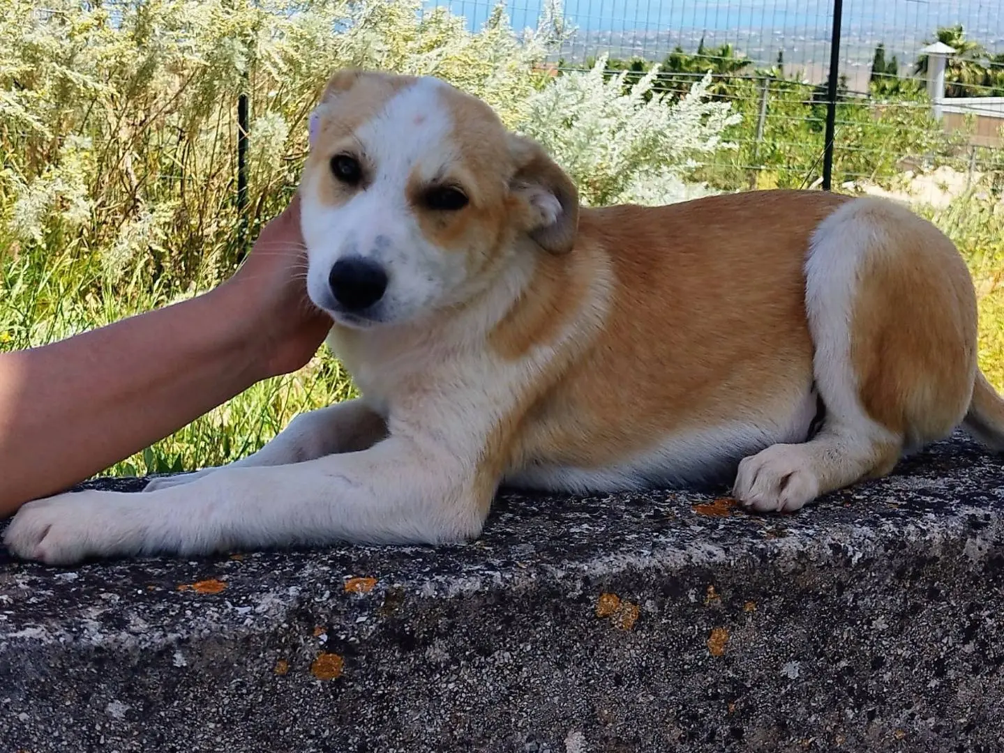 Adozione cane, maschio, Razza sconosciuta Razza sconosciuta, 8 mesi, taglia media, Trapani
