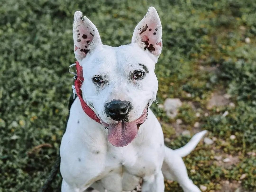Adotta un cane, femmina, 6 anni e 7 mesi, Bari