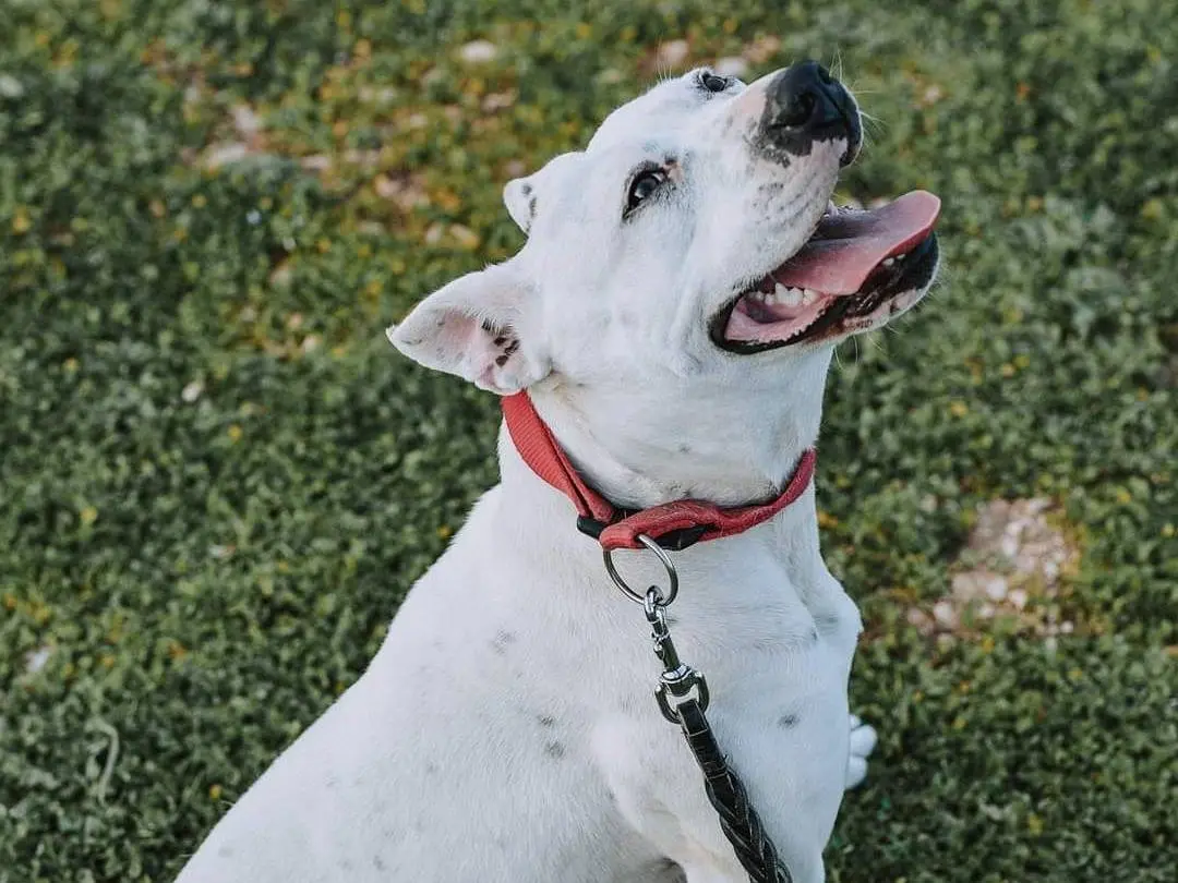 Adozione cane, femmina, Pitbull, 6 anni e 7 mesi, taglia media, Bari