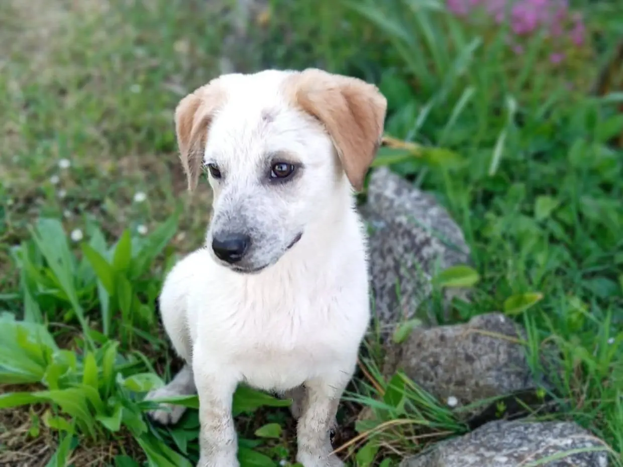 Adotta un cane, femmina, 8 mesi, Frosinone