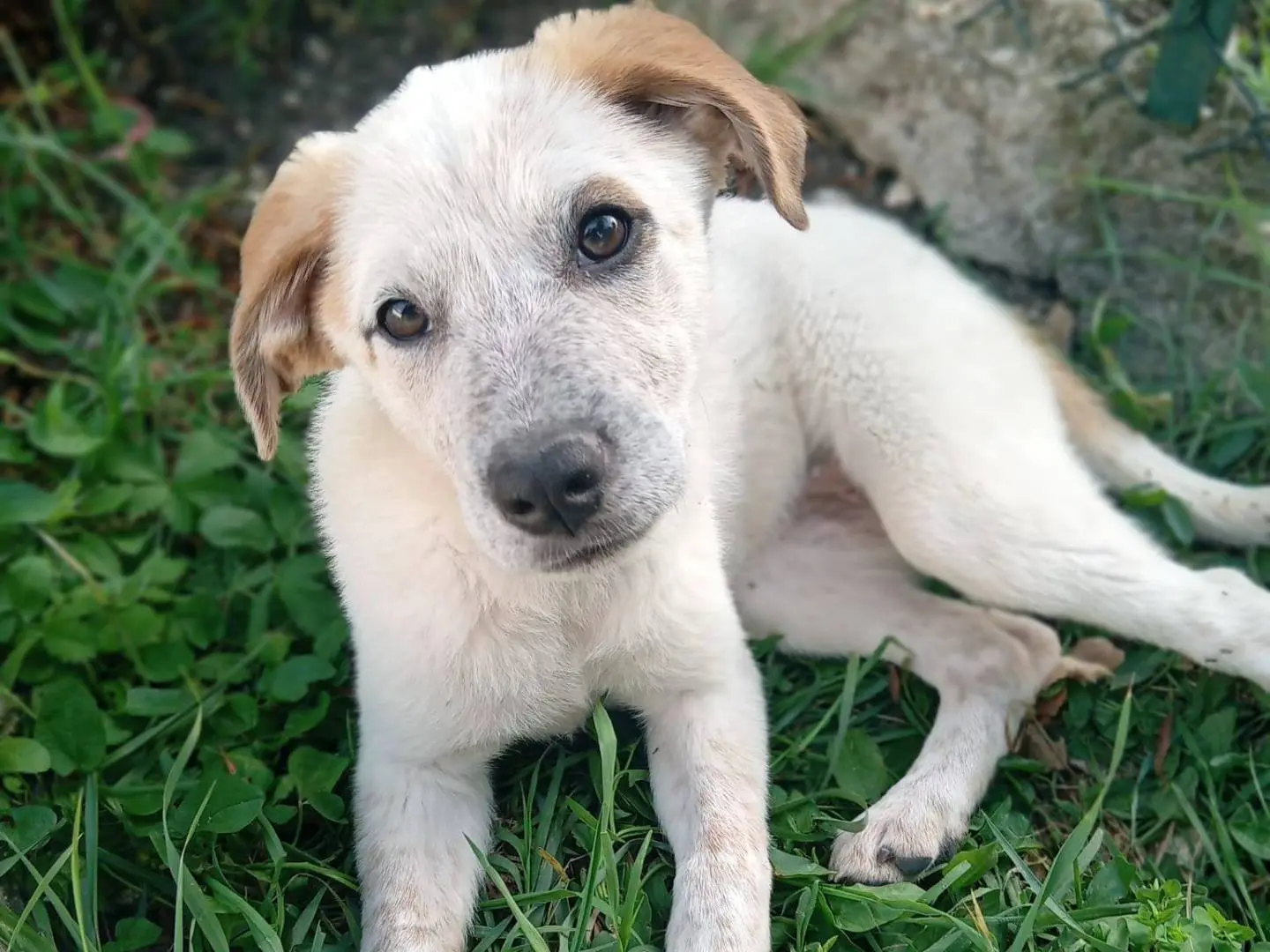 Adozione cane, femmina, Razza sconosciuta Razza sconosciuta, 8 mesi, taglia media, Frosinone