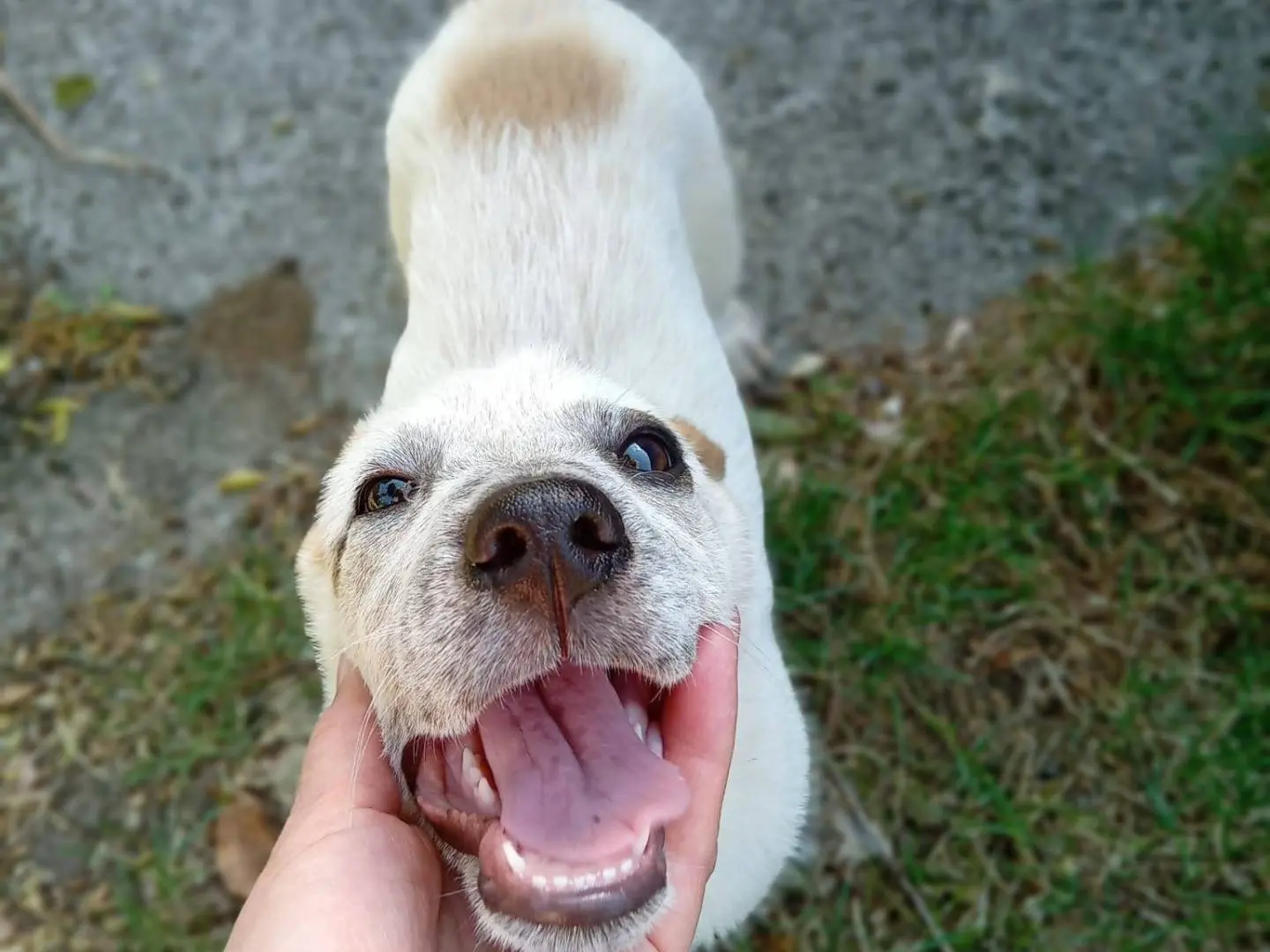 Vuoi adottare un cane a Frosinone?