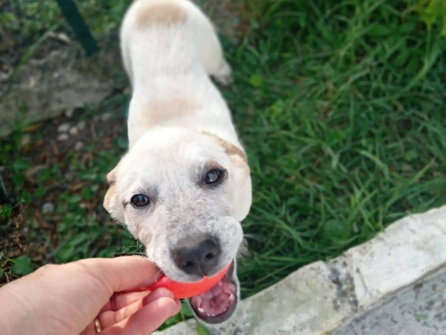Adotta un cane, taglia media, femmina, Frosinone