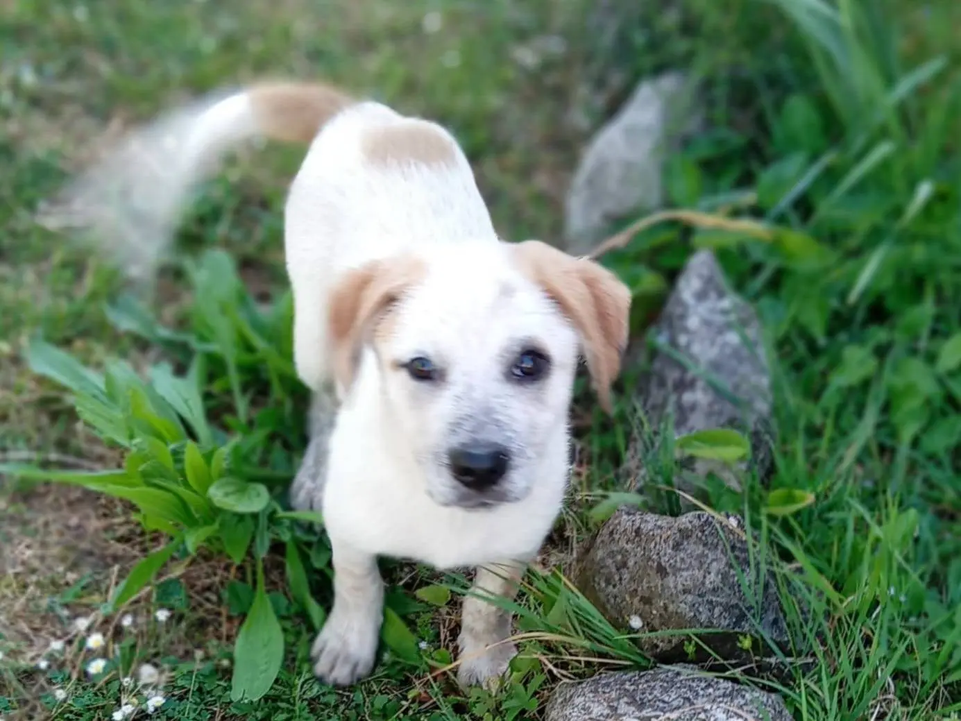 Adotta il cane Maia a Frosinone